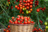 300 LARGE Red CHERRY TOMATO Lycopersicon Lycopersicum Fruit Vegetable Seeds