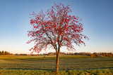 20 ASH TREE Mountain / Amur / Rowan - Sorbus Aucuparia Seeds