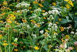 200 RATTLESNAKE MASTER / Button Snakeroot  Eryngium Yuccifolium Flower Seeds