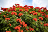 15 Red AFRICAN TULIP TREE (Fire Tree / Flame of the Forest / Fountain Tree) Spathodea Campanulata Seeds