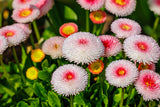 100 Strawberries & Cream ENGLISH DAISY Bellis Perennis Flower Seeds