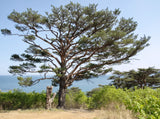 10 RED Japanese PINE TREE Korean Pinus Densiflora Evergreen Seeds