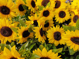 25 Dwarf SUNSPOT SUNFLOWER Helianthus Annuus Flower Seeds
