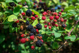 25 TRAILING BLACKBERRY Pacific Rubus Ursinus Vining Shrub Fruit Berry Seeds