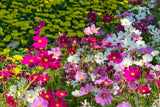 350 COSMOS SENSATION MIX Mixed Colors Cosmos Bipinnatus Flower Seeds