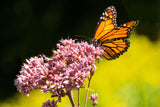 50 Pink JOE PYE WEED Eupatorium Maculatum Flower Seeds