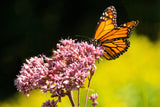 50 Mixed Colors JOE PYE WEED Eupatorium Maculatum Flower Seeds
