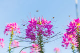 200 MAUVE QUEEN CLEOME Spinosa Hassleriana Purple Pink Spider Flower Seeds