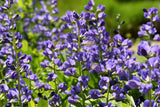 50 BLUE WILD INDIGO (False Indigo) Baptisia Australis Flower Seeds