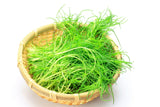 75 SALTWORT Okahijiki Japanese Greens Salsola Komarovii Leaf Vegetable Seeds