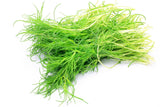 75 SALTWORT Okahijiki Japanese Greens Salsola Komarovii Leaf Vegetable Seeds