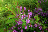 50 TRUE INDIGO Dye Indigo Indigofera Tinctoria Pink Purple Sub Shrub Flower Seeds