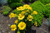 100 YELLOW GAILLARDIA (Blanket Flower / Indian Blanket) Gaillardia Aristata Flower Seeds
