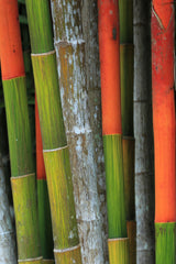 10 Red LIPSTICK PALM Sealing Wax Palm Cyrtostachys Renda Tree Houseplant Seeds