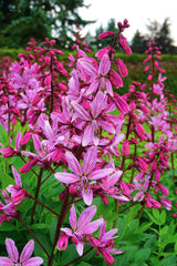 10 RED GAS PLANT Fragrant Fire Plant Dictamnus Albus Ruber Flower Seeds