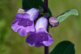 250 LARGE FLOWERED BEARDTONGUE Penstemon Grandiflorus Native Pink Purple Flower Seeds