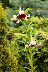 5 NEPAL LILY Green & Maroon Lilium Nepalense Fragrant Flower Seeds