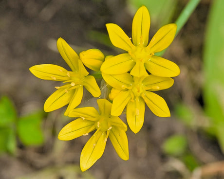 10 YELLOW EYED GRASS Ornamental Sisyrinchium Californicum Flower Seeds