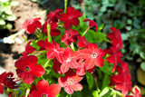 100 Heirloom MIXED COLORS NICOTIANA (Ornamental Flowering Tobacco) Nicotiana Alata Flower Seeds
