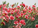 100 Mixed CARNATION / DOUBLE DIANTHUS Chinensis Flower Seeds