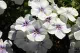 100 Mixed Colors DRUMMOND PHLOX MIX Pink, Red, White, Purple Phlox Drummondii Flower Seeds