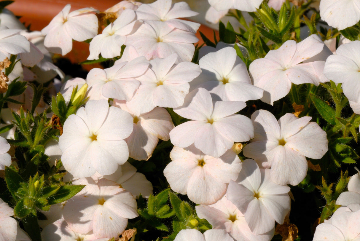 100 PHLOX OF SHEEP Pastel Mix Phlox Drummondii Multicolor Flower Seeds