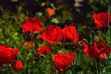 2000 MIXED Colors SHIRLEY POPPY ( aka Corn / Field / Flanders ) Papaver Rhoeas Flower Seeds