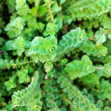 2000 SWEET MARJORAM Origanum Majorana Herb Flower Seeds