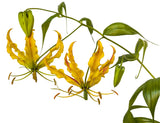 10 YELLOW GLORIOSA LILY Flame Lily Gloriosa Lutea Flower Vine Seeds