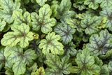 50 HEUCHERA Americana CORAL BELLS Dale's Strain American Alumroot Flower Seeds