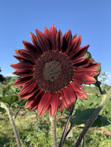25 CHOCOLATE CHERRY SUNFLOWER Helianthus Annuus Red & Brown Flower Seeds