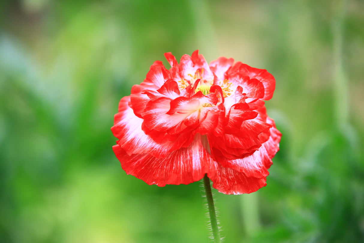 1000 Mixed Colors DOUBLE SHIRLEY POPPY Papaver Rhoeas Flower Seeds