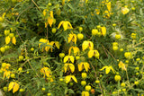 10 Yellow CLEMATIS RADAR LOVE Vine Climber Clematis Tangutica Flower Seeds
