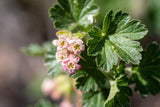 20 Red WAX CURRANT Edible Fruit Berries Pink Flowers Shrub Ribes Cereum Seeds
