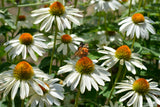 50 WHITE CONEFLOWER Echinacea Purpurea Flower Seeds