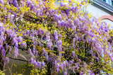 5 JAPANESE WISTERIA Floribunda Flower Purple Ornamental Vine Climber Seeds