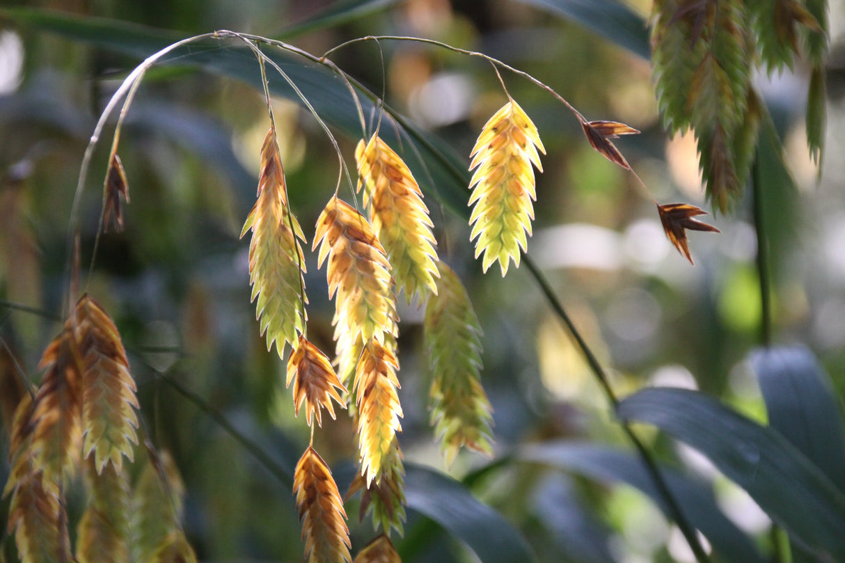 100 NORTHERN SEA OATS Grass Inland Chasmanthium Seeds