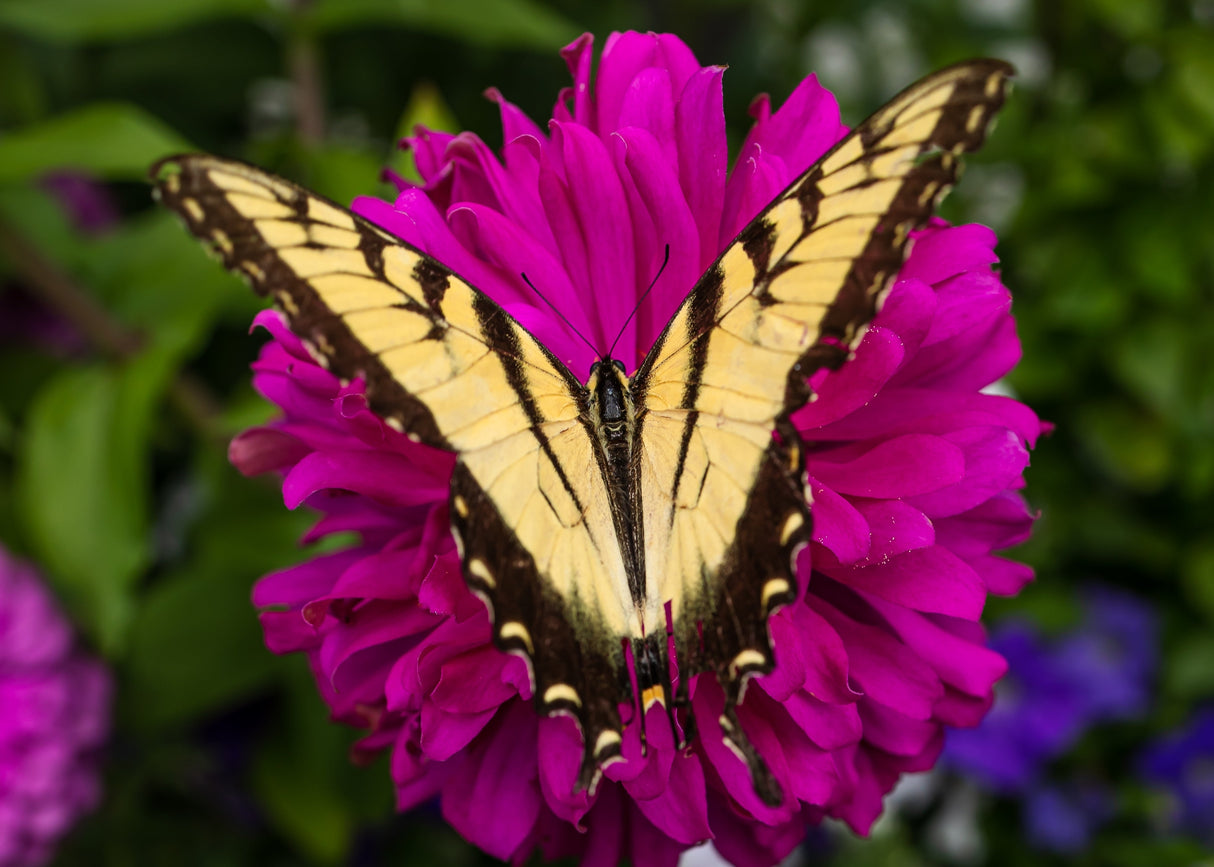 250 VIOLET QUEEN ZINNIA Elegans Purple Double Dahlia Heirloom Flower Seeds