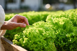 3000 Black Seeded Simpson LEAF LETTUCE Lactuca Sativa Vegetable Seeds