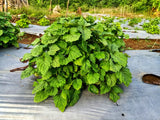 5 TRUE PATCHOULI SHRUB Fragrant Patchouly Pogostemon Cablin Herb Seeds