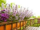 1000 HEIRLOOM CATNIP Nepeta Cataria Herb Flower Seeds