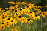 2000 BLACK EYED SUSAN Rudbeckia Hirta Yellow Heirloom Native Flower Seeds