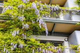 5 JAPANESE WISTERIA Floribunda Flower Purple Ornamental Vine Climber Seeds