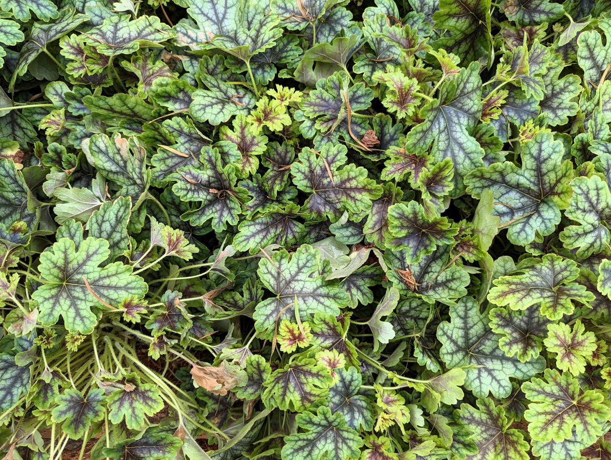 50 HEUCHERA Americana CORAL BELLS Dale's Strain American Alumroot Flower Seeds