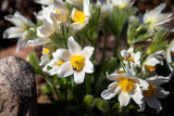 25 WHITE ANEMONE Pulsatilla Vulgaris PASQUE flower Seeds