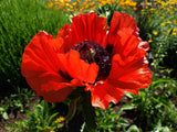 100 BEAUTY Of Livermere ORIENTAL POPPY Papaver Orientale Flower Seeds