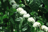 15 ARABICA COFFEE Tree Shrub Seeds - Grow your own coffee!