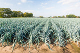 800 AMERICAN FLAG LEEK (Large Leek) Allium Porrum Vegetable Seeds