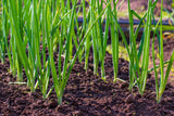 500 SOUTHPORT White Globe BUNCHING ONION Allium Cepa Vegetable Seeds