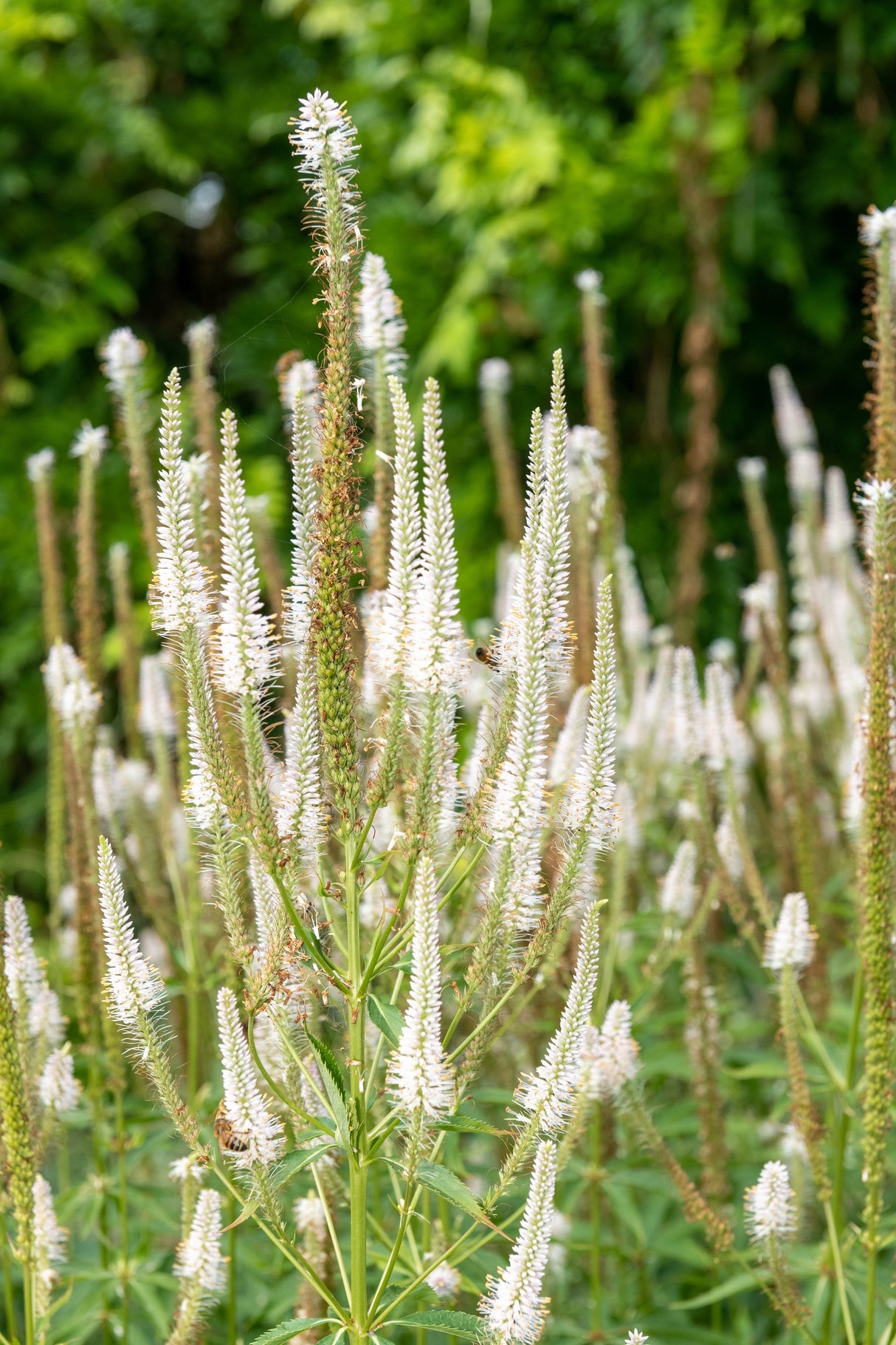 1000 CULVERS ROOT (Black Root) Veronicastrum Virginicum Flower Seeds